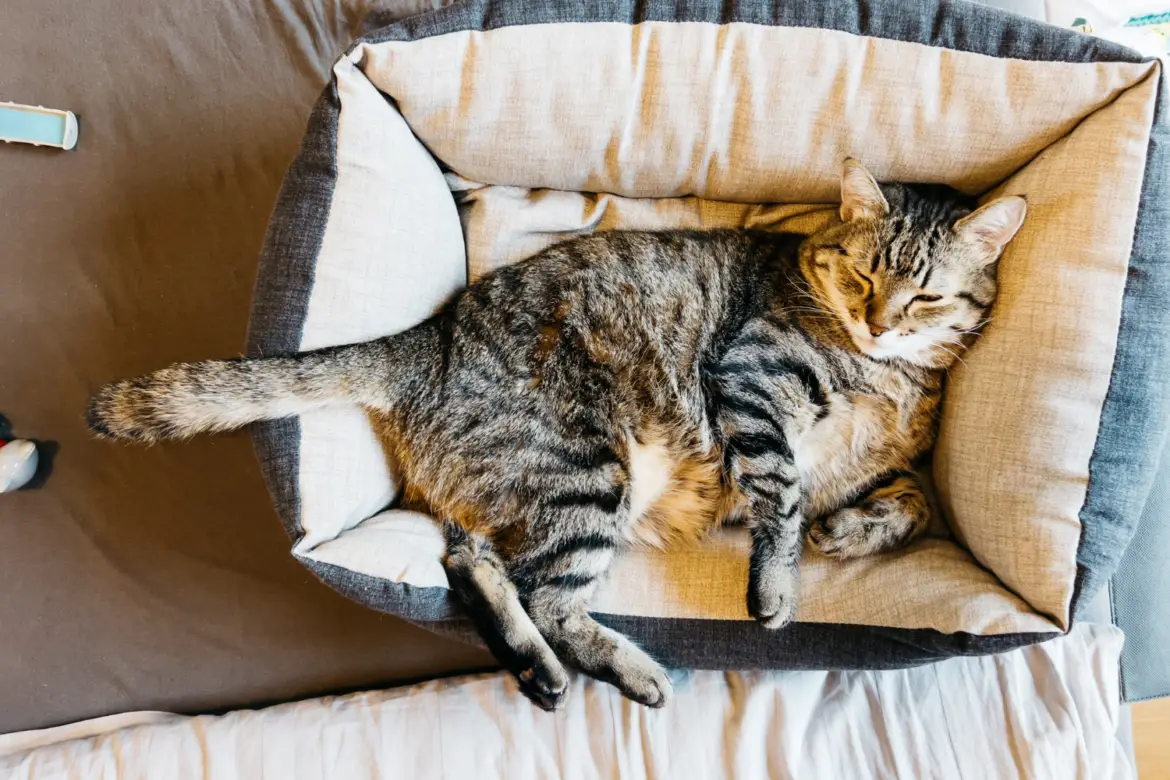 Cat sleeps in a cat bed on the couch