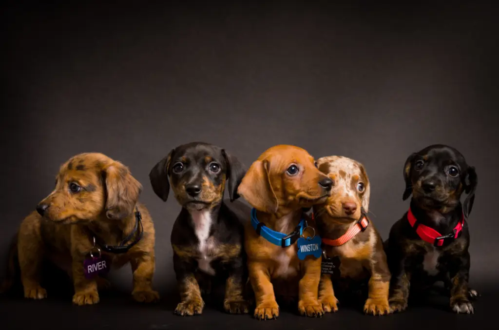 Dachshund Puppies High Definition Studio Portraits