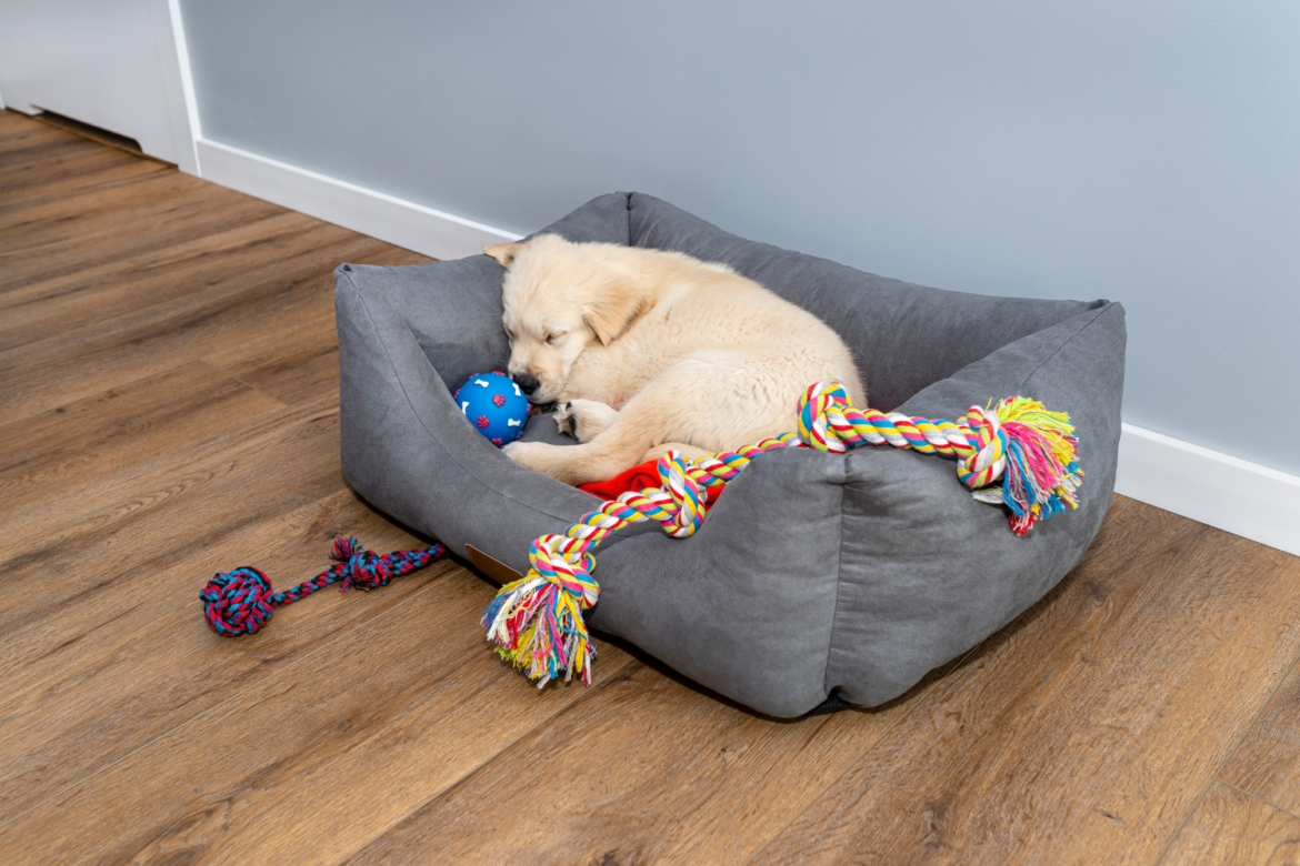Male golden retriever puppy sleeps in a playpen with a rubber ball and ropes on modern vinyl panels