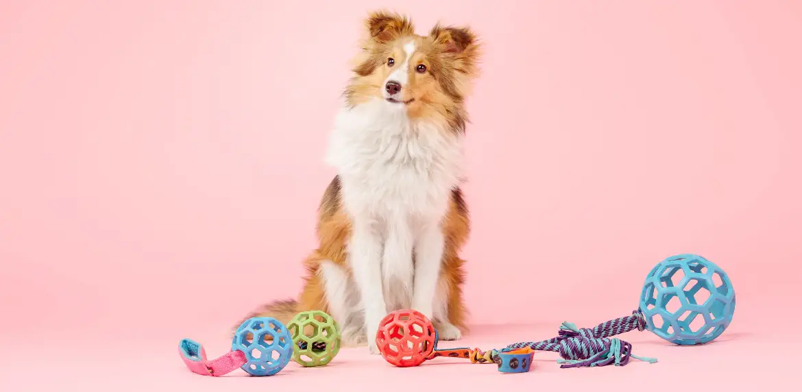 Sheepdog dog in the photo studio on pink background