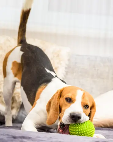 Beagle dog with a green ball on a couch
