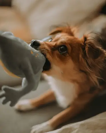 Dog playing with a toy