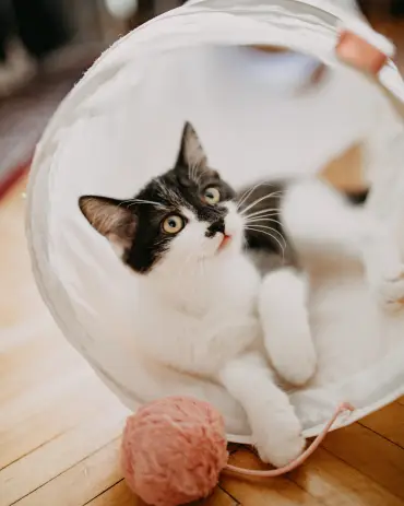 Cute kitten looking up