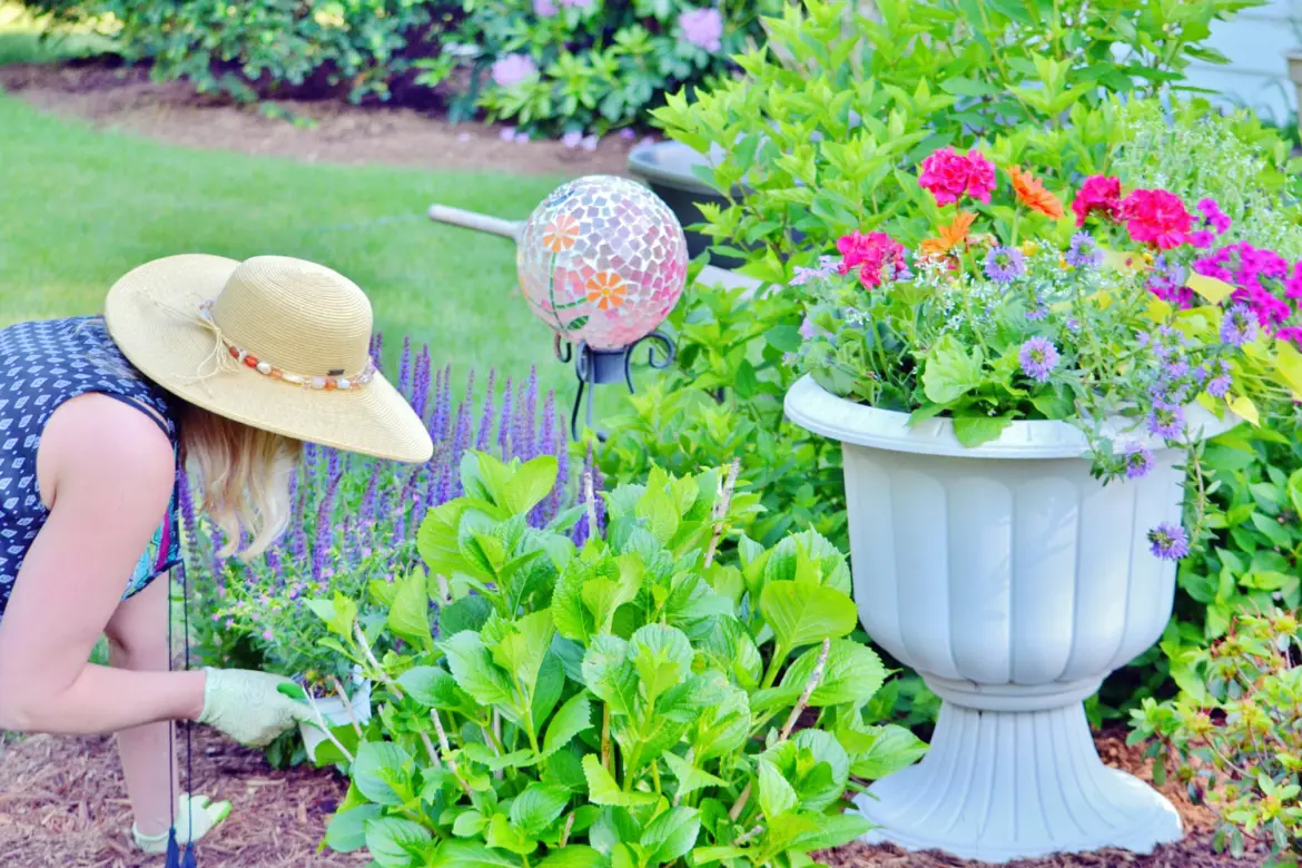Woman working in her backyard garden planting annual plants