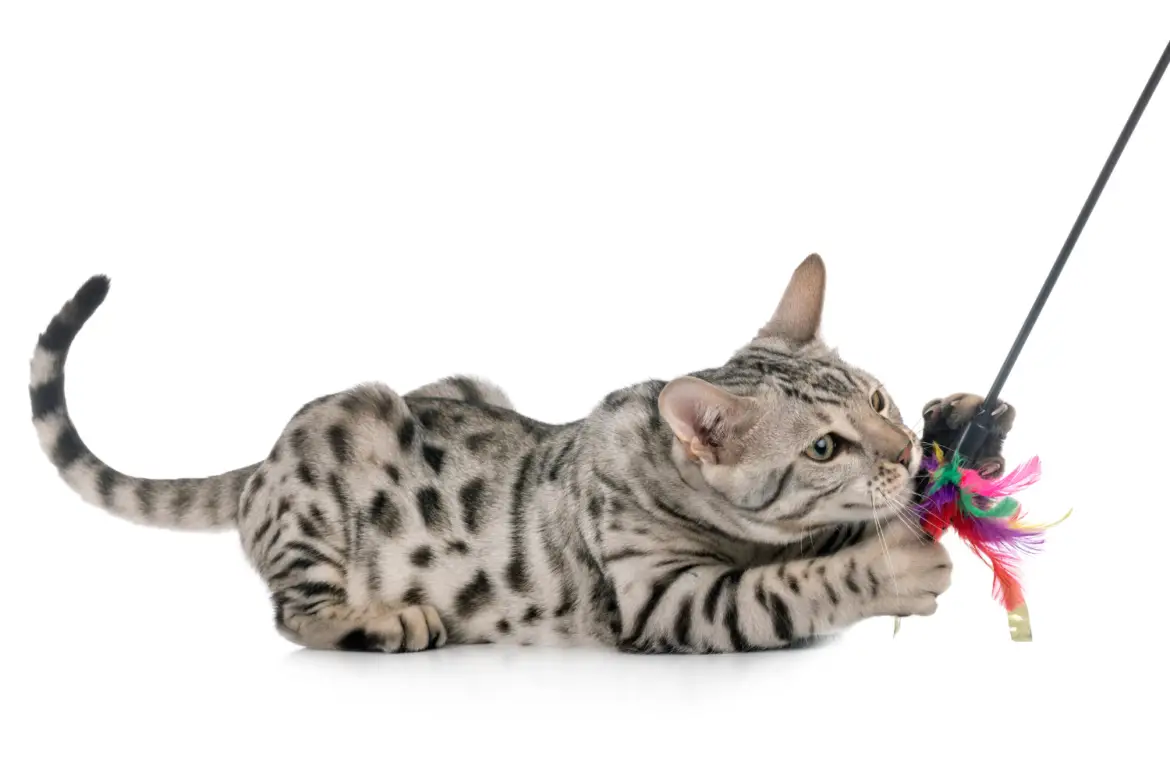 bengal cat in studio