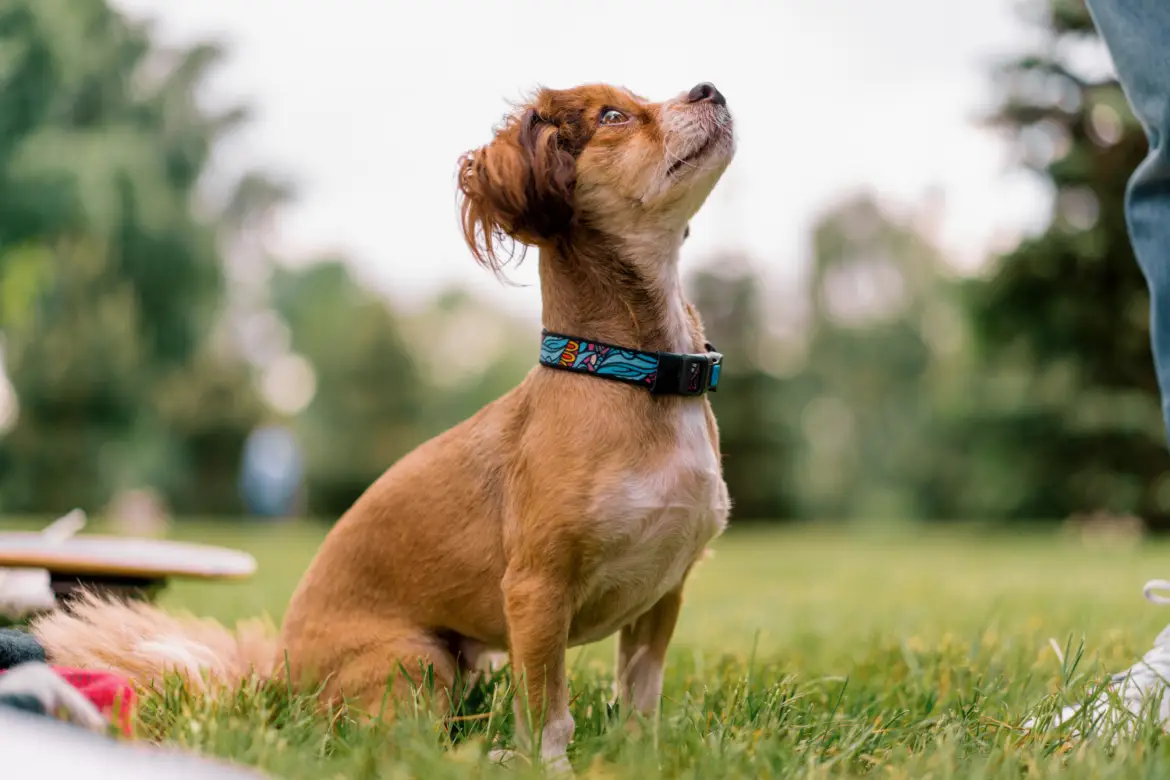 portrait of a small funny cute dog in a collar on a walk in the park the pet is looking at the owner