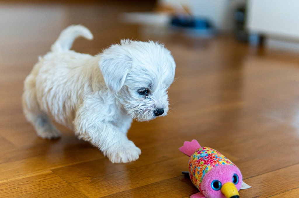 The Best Calming Toy for Dogs