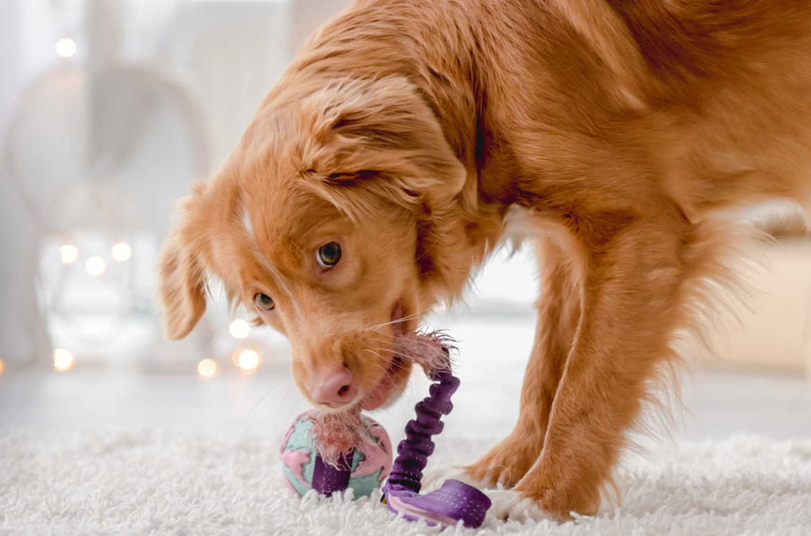 Choosing the Right Calming Toy for Your Dog’s Needs