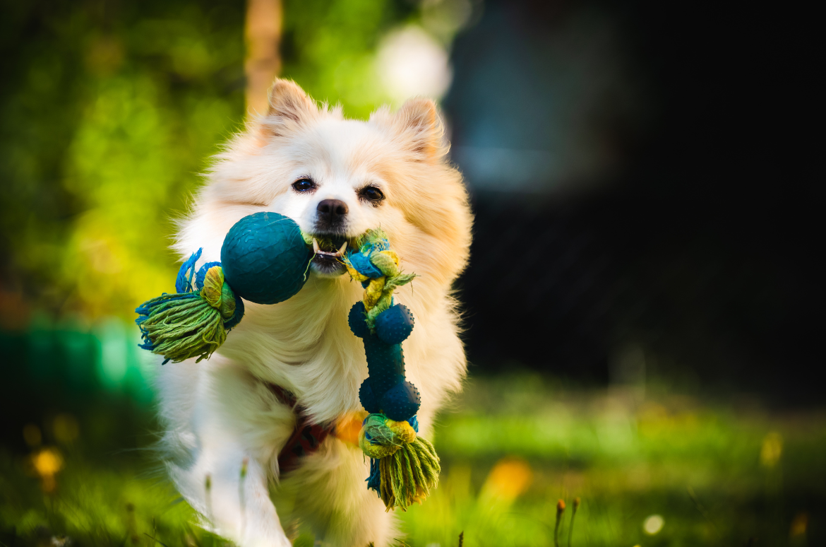 Beautiful White Dog Fetching a Toy Running Towards Camera