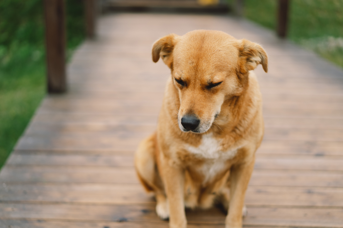 Why Your Dog Is Anxious All Day