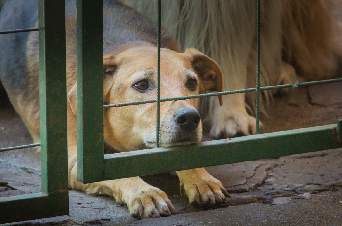 Trauma, History, and Rescue Dog Backgrounds