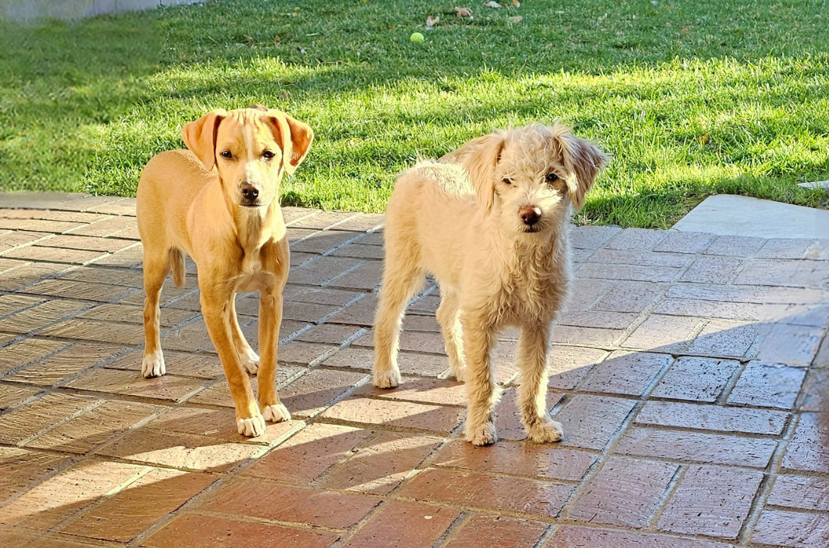 My Personal Experience with Separation Anxiety