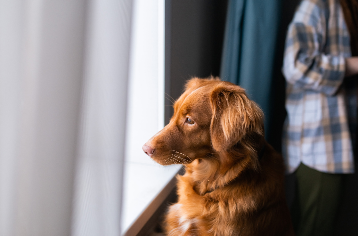 Separation Anxiety: When You Leaving Feels Like the End of the World