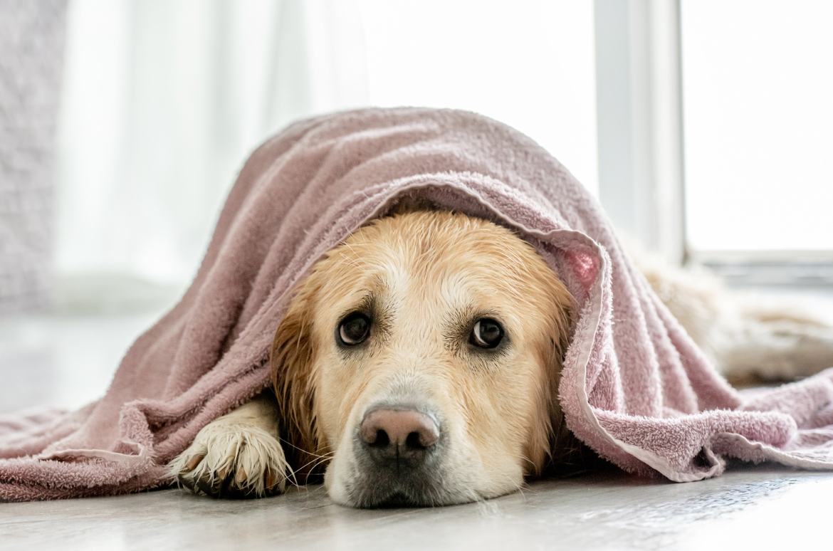 Sensory Overload: Sounds, Smells, and Everything In Between