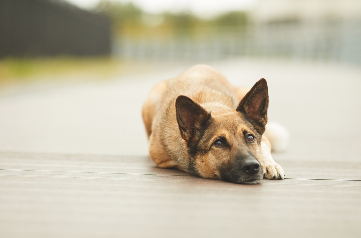 Boredom and Lack of Stimulation: A Quiet House Can Be Overwhelming