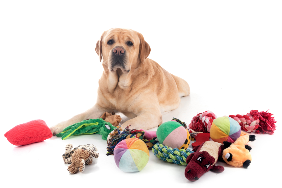 adult labrador retriever
